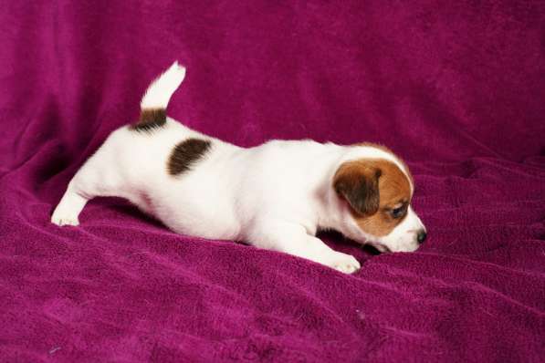 Щенки в Симферополе фото 14