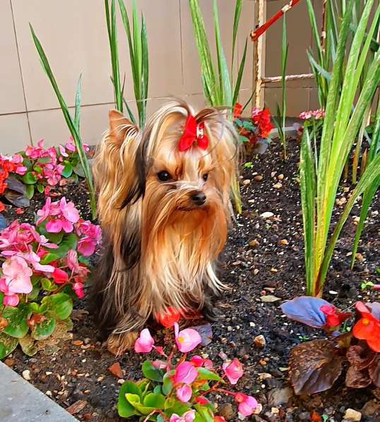 МИНИ МАЛЬЧИК РКФ в Москве фото 9