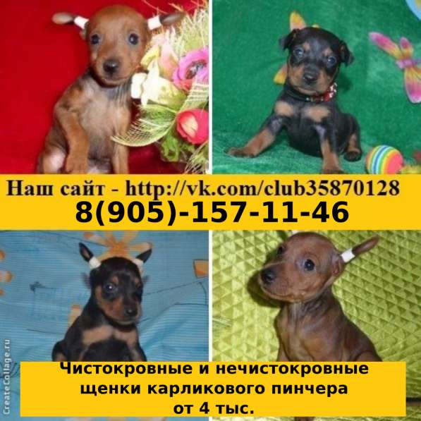 Щенки карликового пинчера