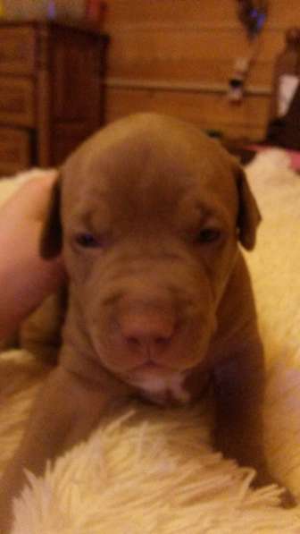 Щенки питбуля в Москве фото 23