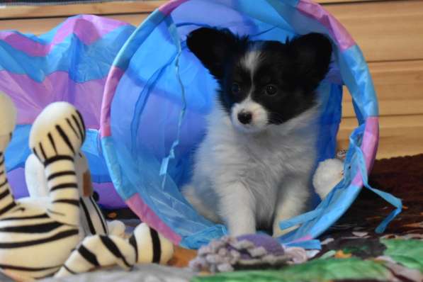 Щенки папильона! в Санкт-Петербурге фото 3