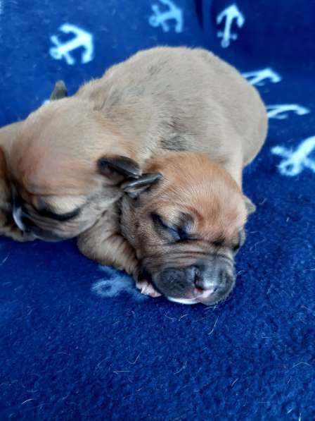 Милые мальчики и девочки Амстаффа резерв ркф в Москве фото 36