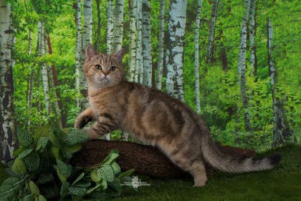 Британский мраморный котик в Санкт-Петербурге