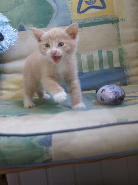 Герасим - маленький рыжий котенок ищет дом в Москве фото 3