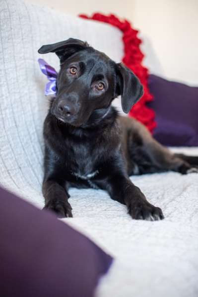 Линси - щенок метис лабрадора в дар