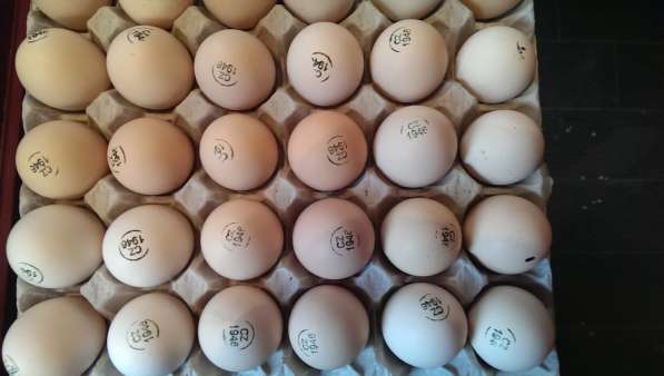 Инкубационное яйцо и молодняк домашней птицы