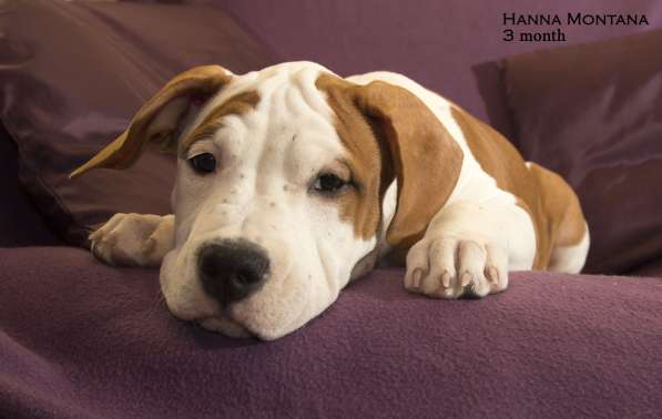 Щенки амстаффа в Санкт-Петербурге фото 7