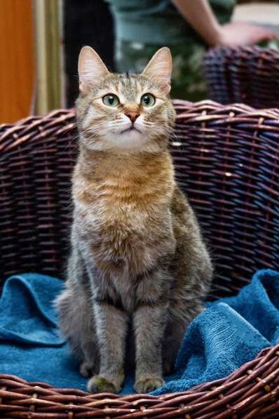 Полосатая кошечка Карамелька в добрые руки в Москве фото 15