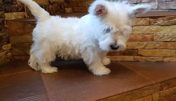 Очаровательная девочка Вест Хайленд Вайт Терьер! в Москве фото 5