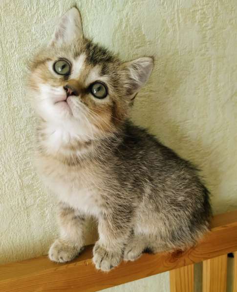 Шотландские котята в Москве фото 11