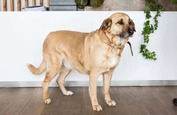 Великолепная собака Эра в добрые руки в Москве фото 8