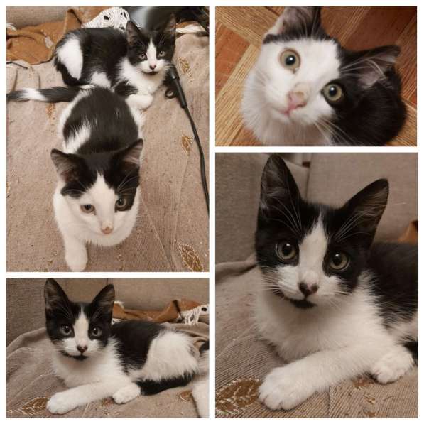 Котята Алмазик и Топазик ищут дом! в Москве фото 20