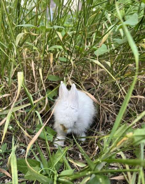Карликовый кролик в Саратове фото 4