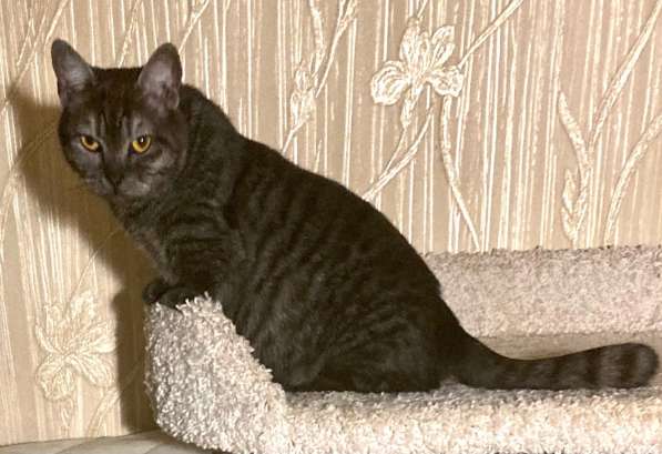 Девочка манчкин шоу класса в Нижнем Новгороде