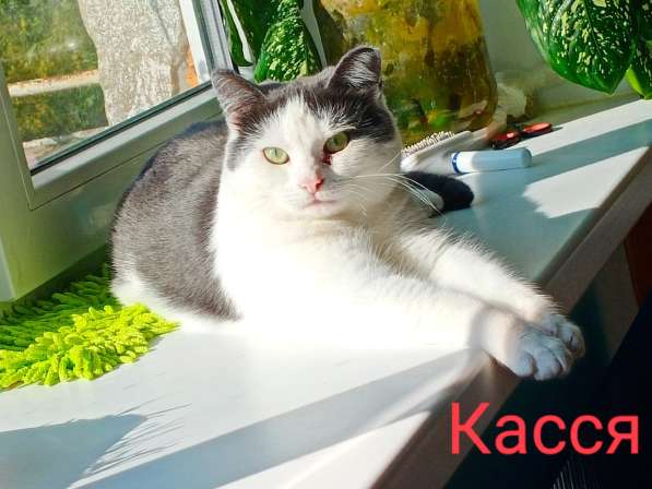 Кассиопея пушистая фея