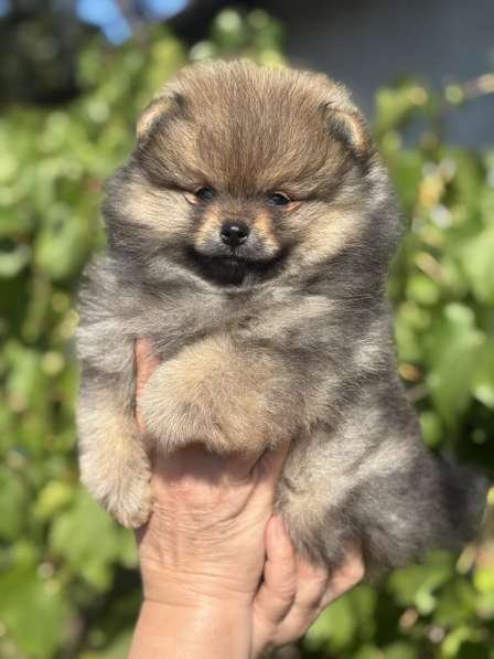 Pomeranian Spitz. Boy