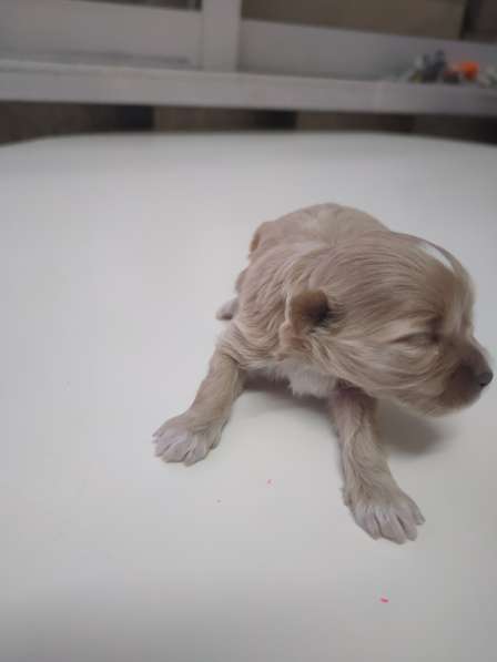 Мальтипу в фото 4