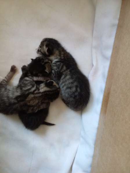 Продам котят в Барнауле