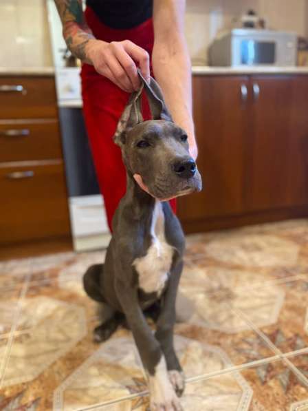 Собаки в Москве фото 9