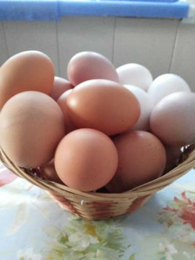 Домашнее яйцо в Гатчине