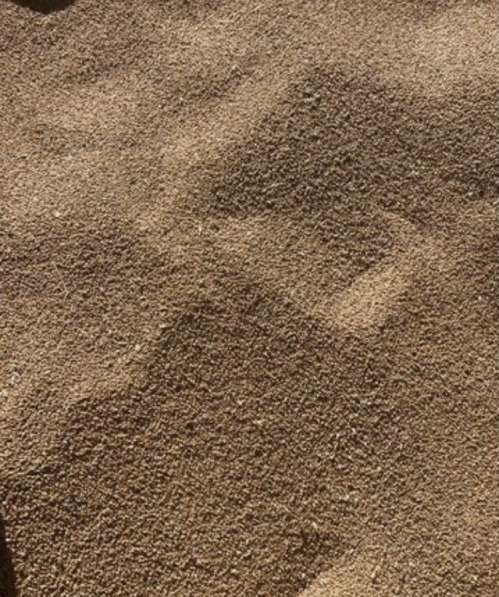 Зерно, пшеница