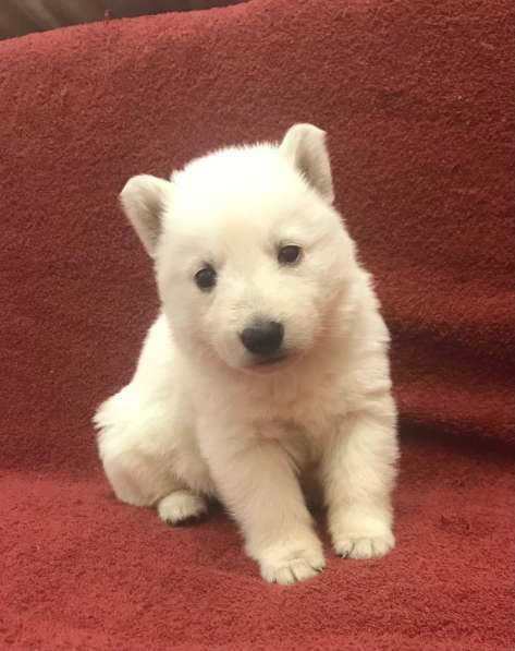 Щенки белой швейцарской овчарки в Симферополе