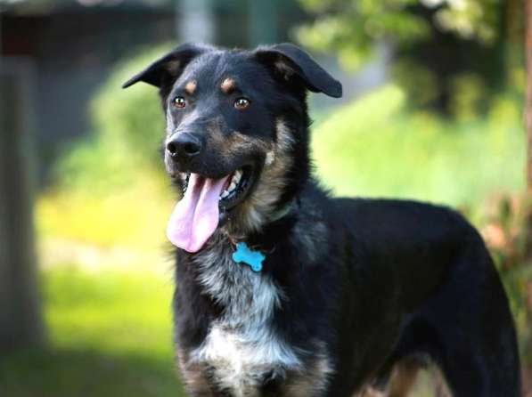 Добрый Чарли