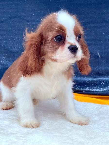 Кавалер кинг чарльз спаниель мальчик бленхейм в Санкт-Петербурге фото 3