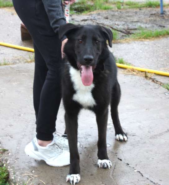 Собака-компаньон Туман мечтает о семье и доме!!! в Москве фото 5