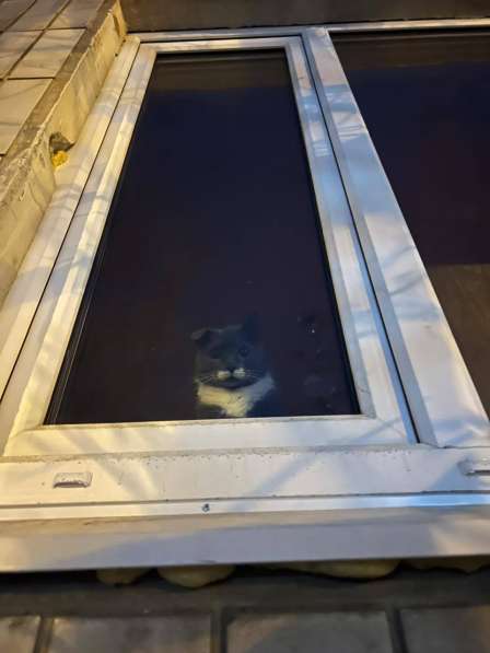 Очаровательная одноухая кошечка Муся в добрые руки в Москве фото 4