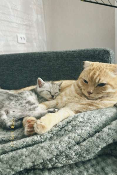 Продам шотландского прямоухого котенка мальчика в Находке