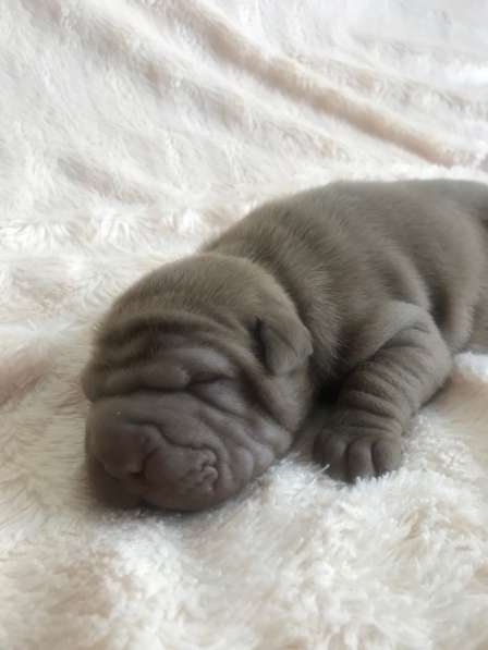 Продам щенков шарпая в Москве фото 3