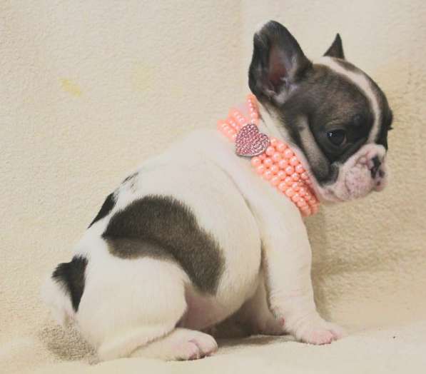 Щенки из питомника РКФ в Москве фото 6