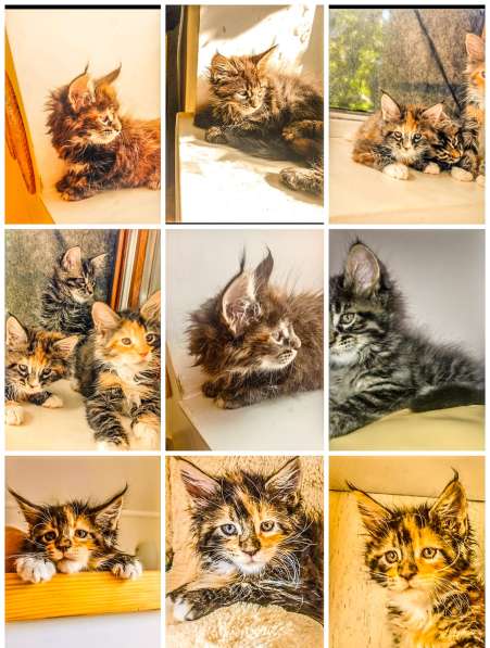 Котята породы Мейн Кун. Все документы в фото 3