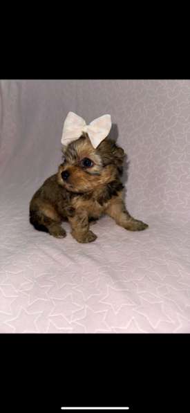 Бивер Йорк щенки в Москве фото 3