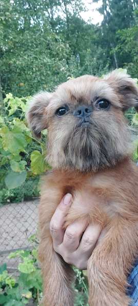 Брюссельский ГРИФФОН мальчик 4 мес