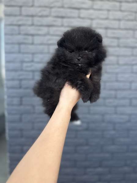 Щенок шпица в фото 3