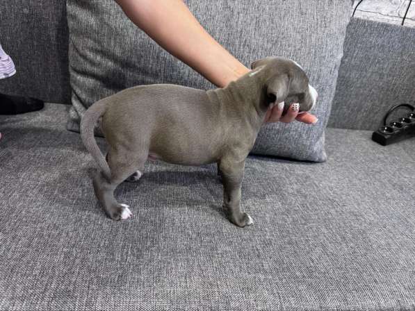 Кобели амстафф тяжёлый тип в Москве фото 4