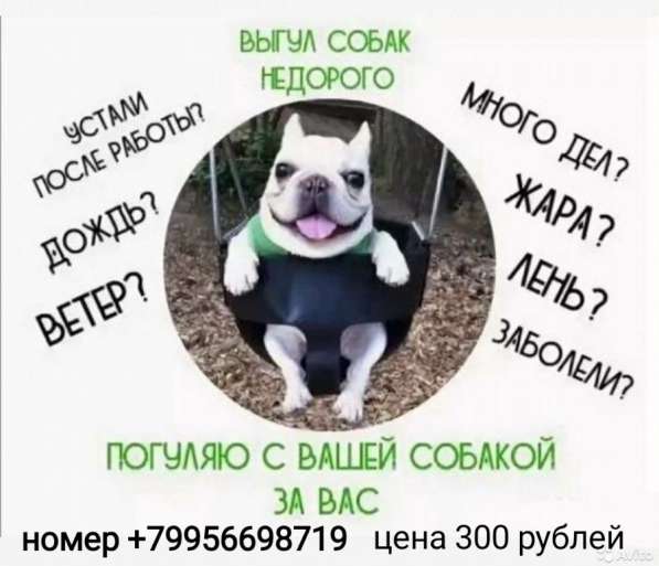 Выгул собак в Лазаревском
