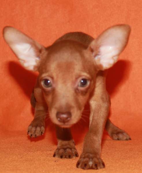 Продаются щенки пражского крысарика в Москве фото 4