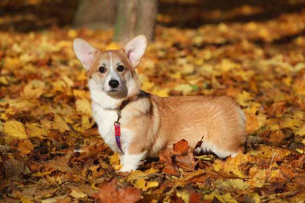 Щенки вельш корги пемброк в фото 4