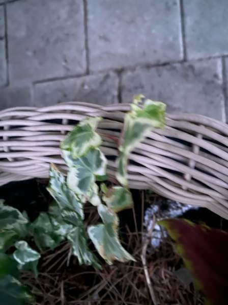 Плющ хедера в Новороссийске фото 4