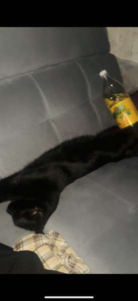 Красивая и спокойная кошка в Симферополе фото 4