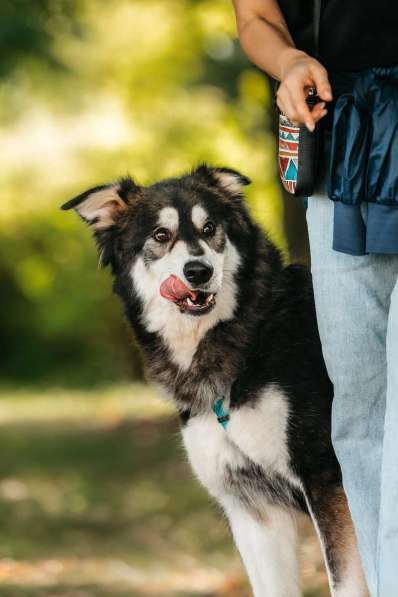 Метис маламута Берт в поисках лучшей семьи в Москве