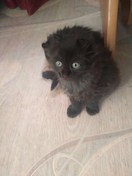 Продам вислоухих котят в Красноярске фото 5
