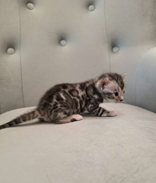 Бенгальские котята в Санкт-Петербурге фото 3