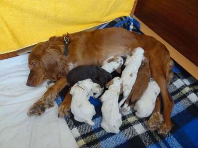 щенки русского охотничего спаниеля