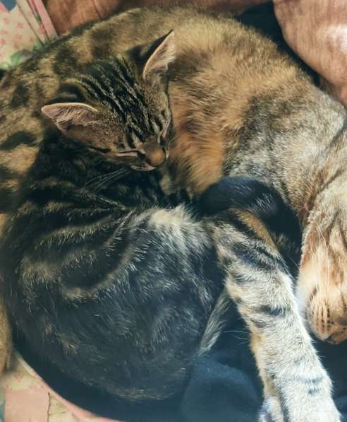 Котенок в добрые руки в 
