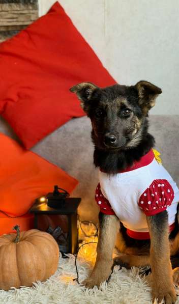 Очень красивые щенки в Санкт-Петербурге фото 10