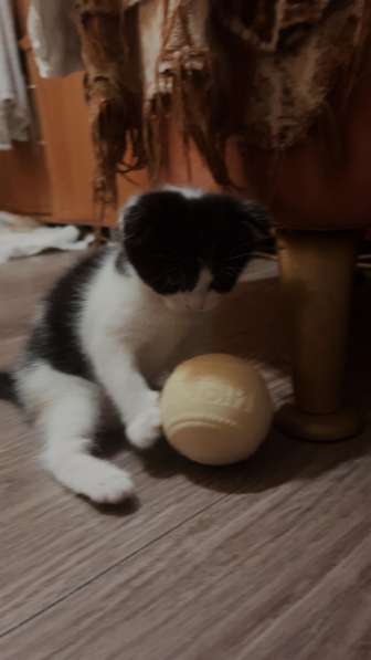 Шотландский вислоухий котенок Скотти фолд в Волгодонске